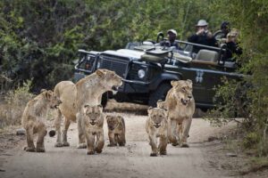 Sabi Sand Game Reserve