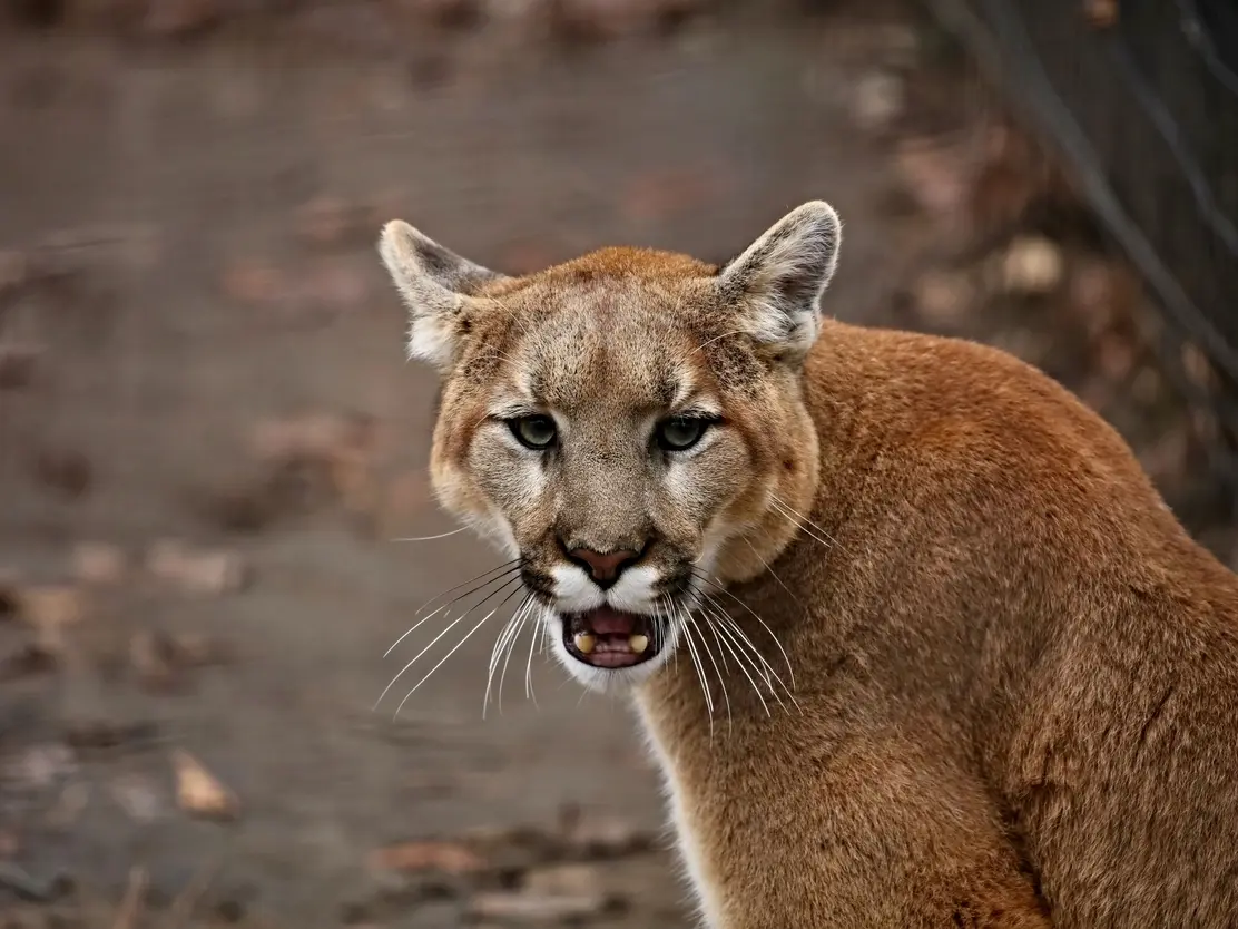 mountain lion killed in oceanside