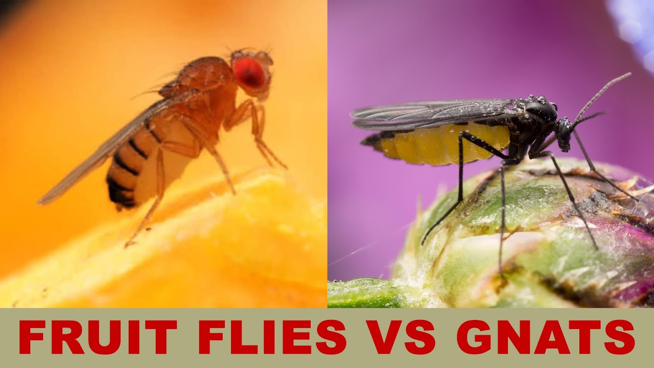 fruit flies vs gnats