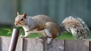 pest control for squirrels