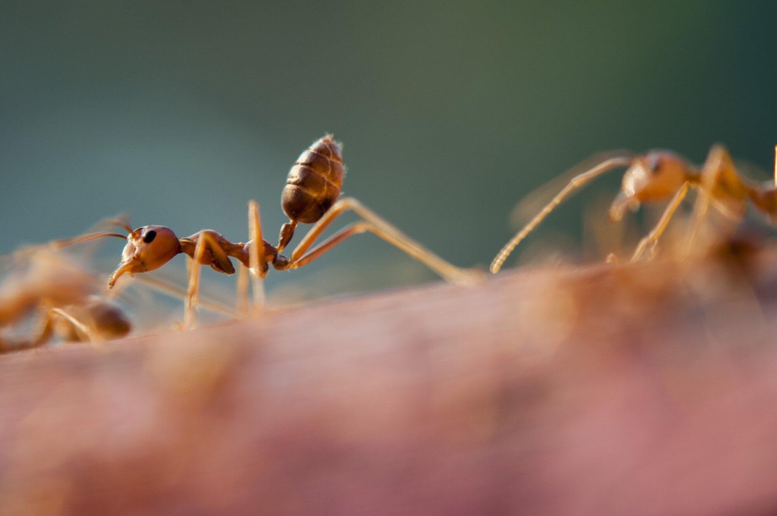 Large Red Ants