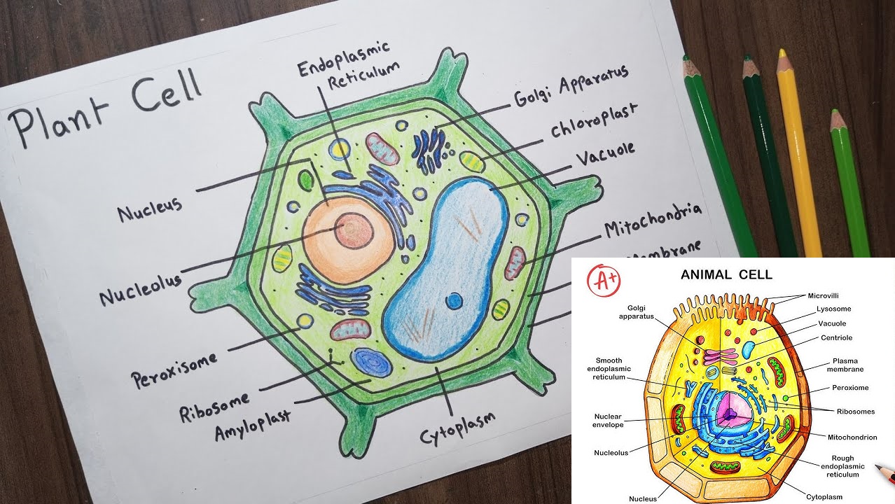 plant cell diagram